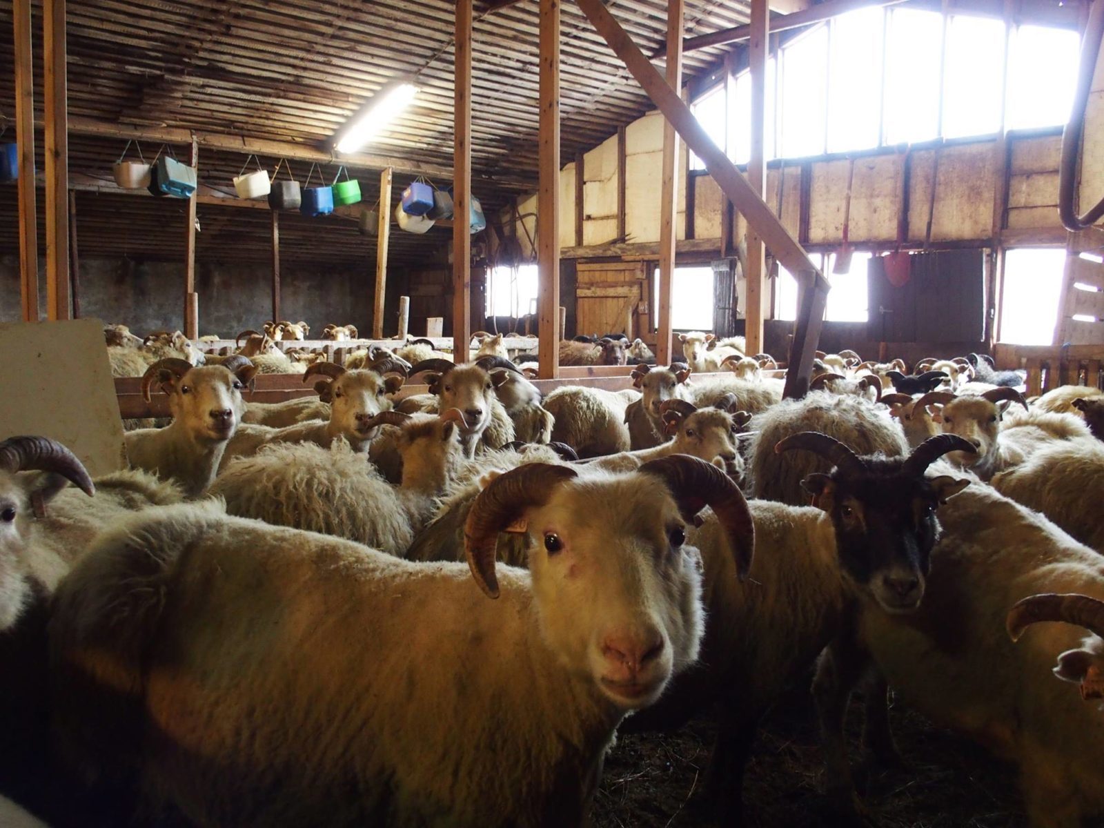 The Icelandic Sheep is a Natural Treasure. 