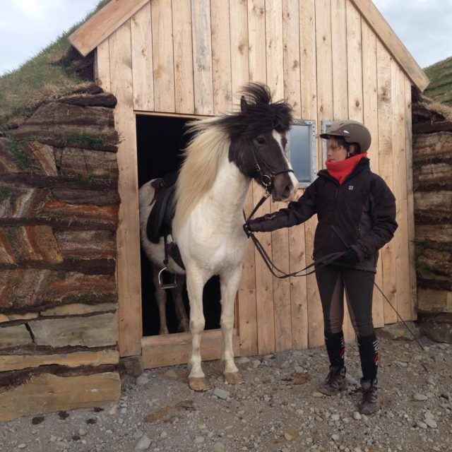 Icelandic horse outside a turf stable.