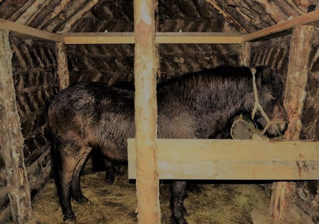 Icelandic horse inside a turf stable.
