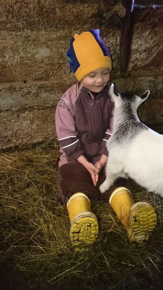 Meet Icelandic Farm Animals - Family Friendly Iceland in the Countryside