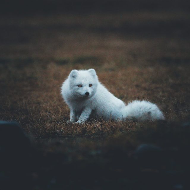 The Icelandic arctic fox.