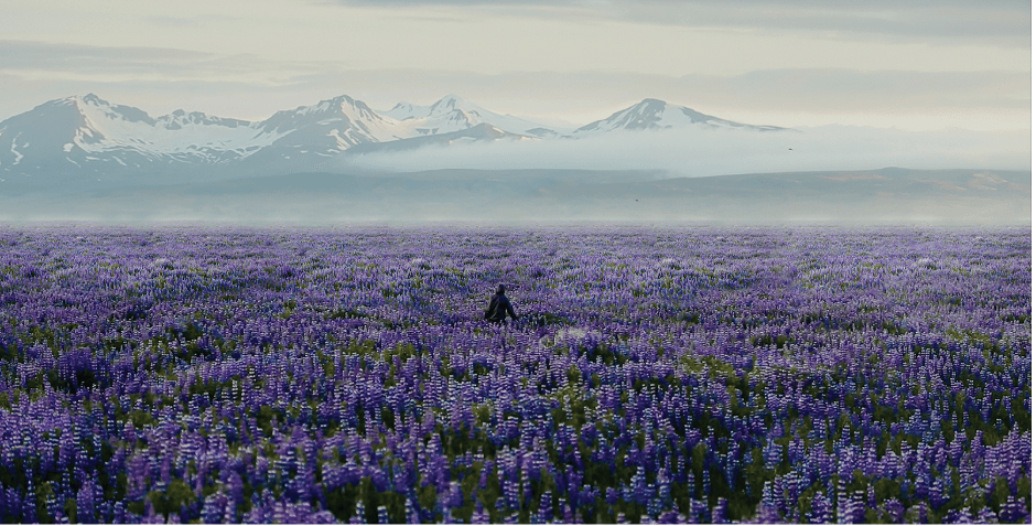 Summer sea close to Thörsmórk valley, south Iceland (frame from the short film Where Trees Don´t Go).