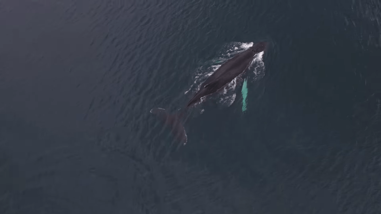 Whale caught in a Iceland drone video. 