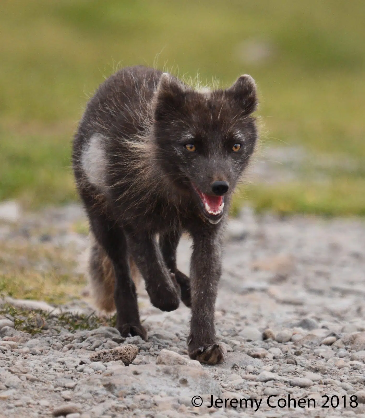 An arctic fox prowls around Látrabjarg Cliffs in Iceland.