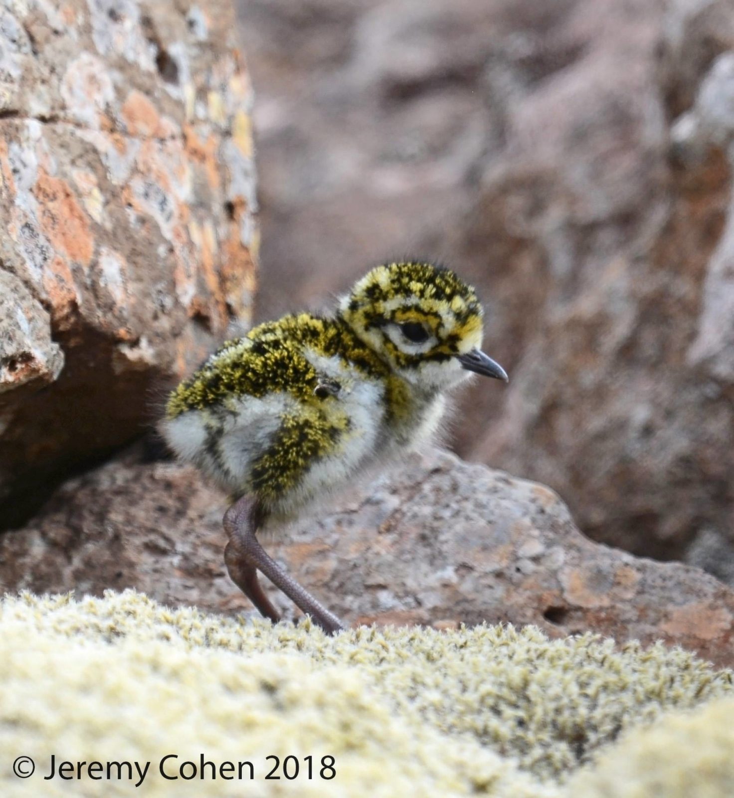 Eurasian Golden Plover in Iceland. 