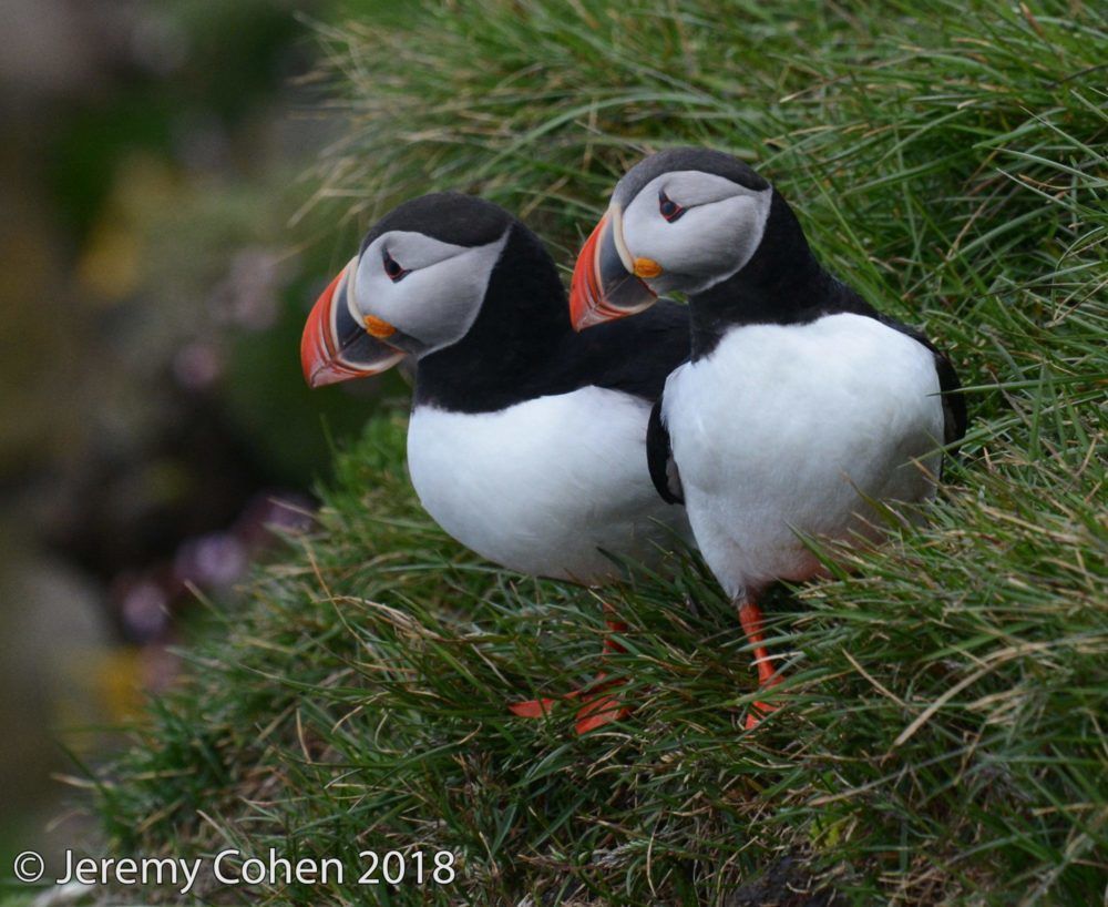 A cute puffin couple in the Látrabjarg Cliffs.