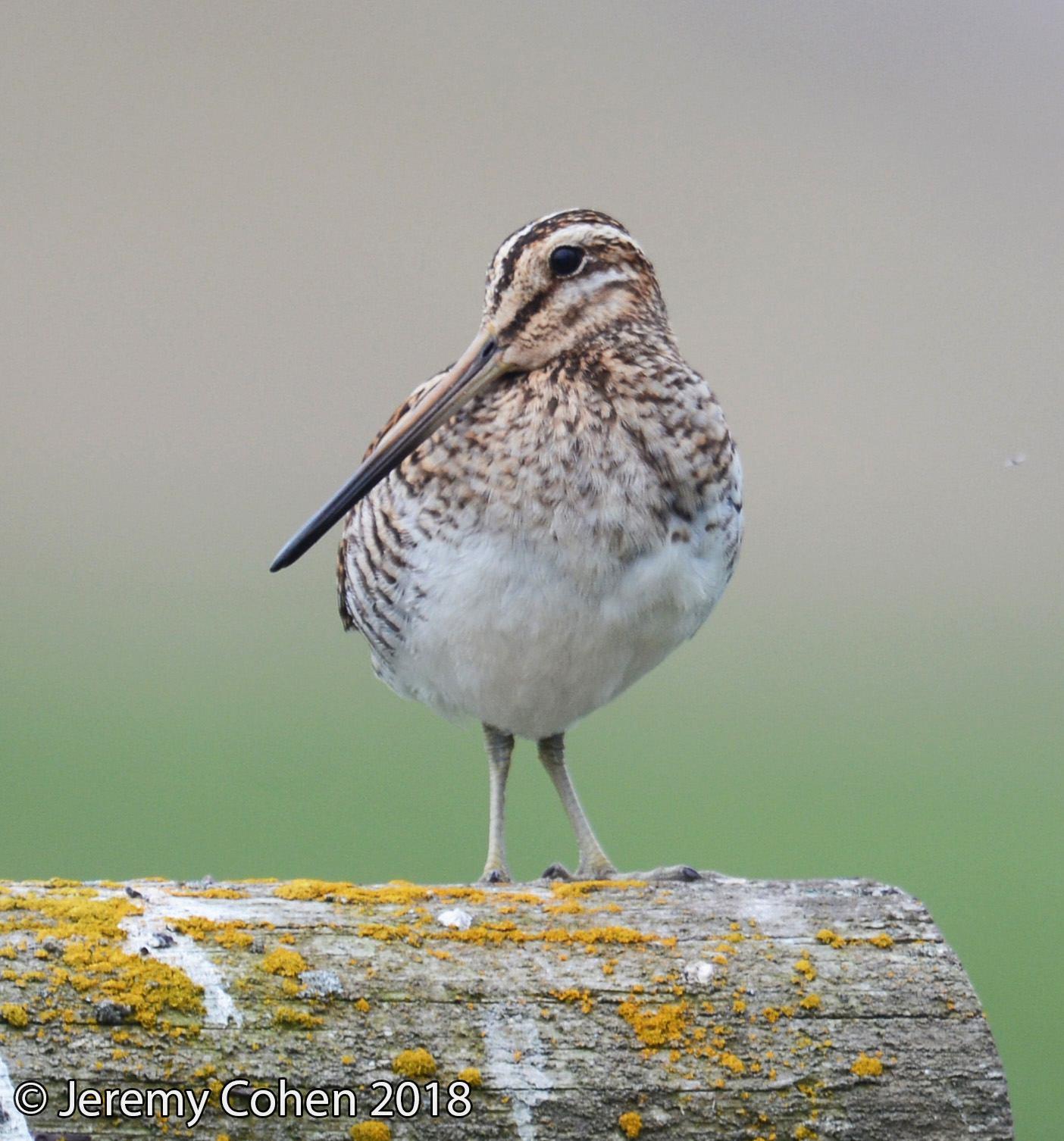 The Common Snipe is uncommonly beautiful.