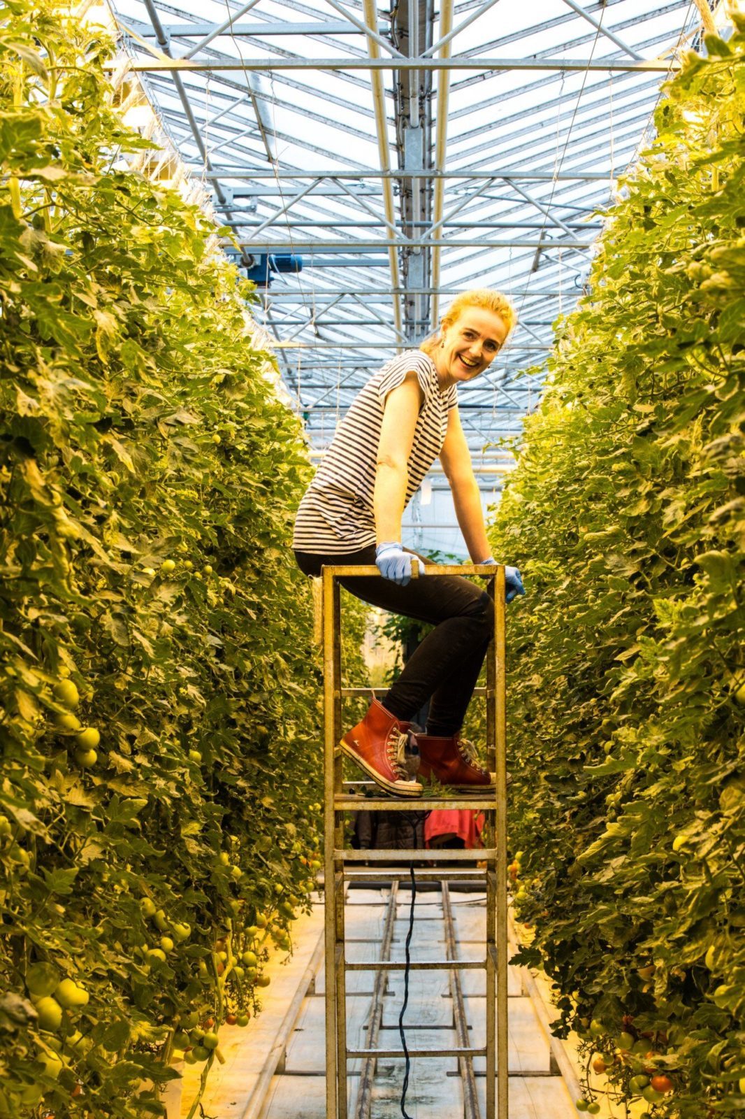 Tomato farming at Friðheimar restaurant in Iceland