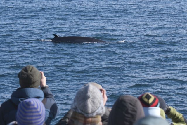 Passengers with Icelandic whale watching company Elding see a Minke whale. 