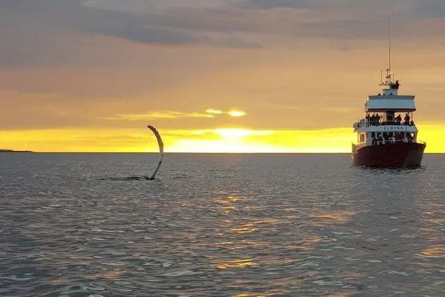 Watching the whales in the sunset.