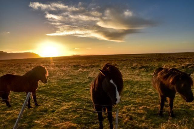 Icelandic horses in the sunset.