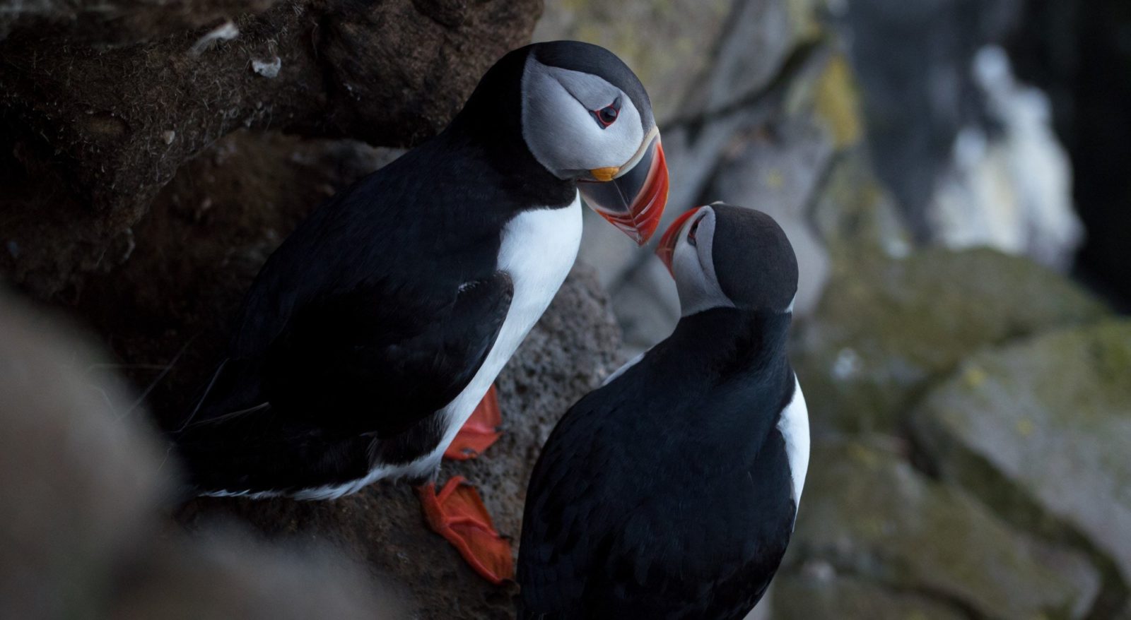 Puffins in Iceland