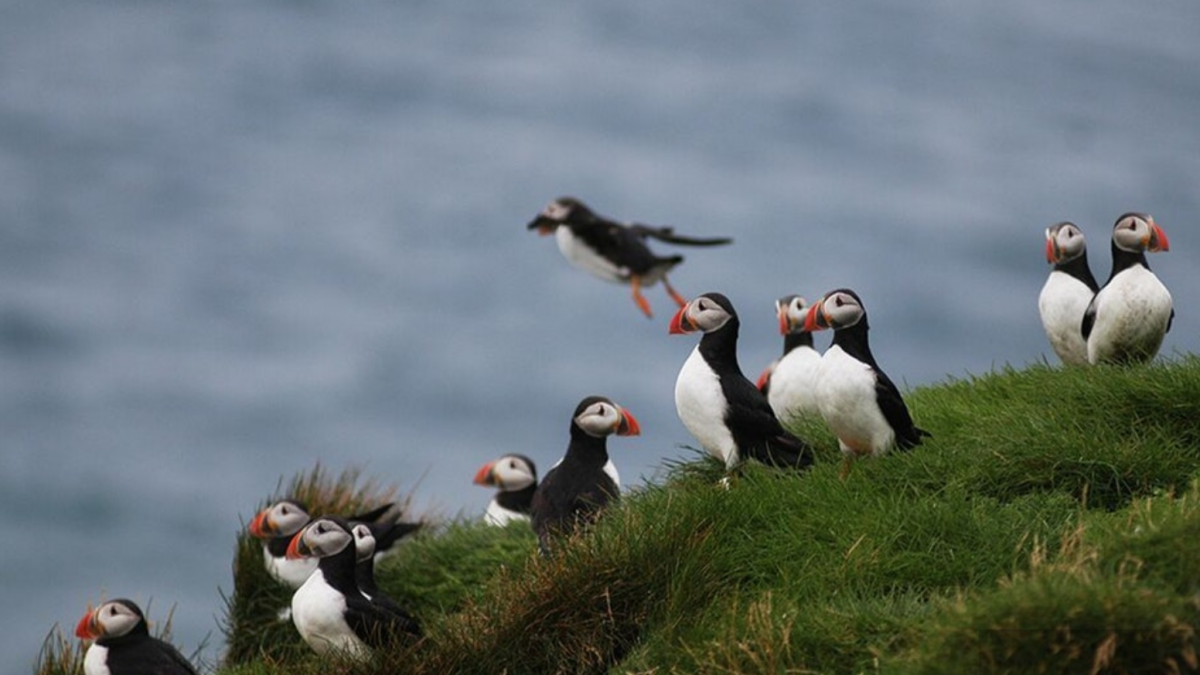 See the puffins in Iceland – join Elding tours from Reykjavik