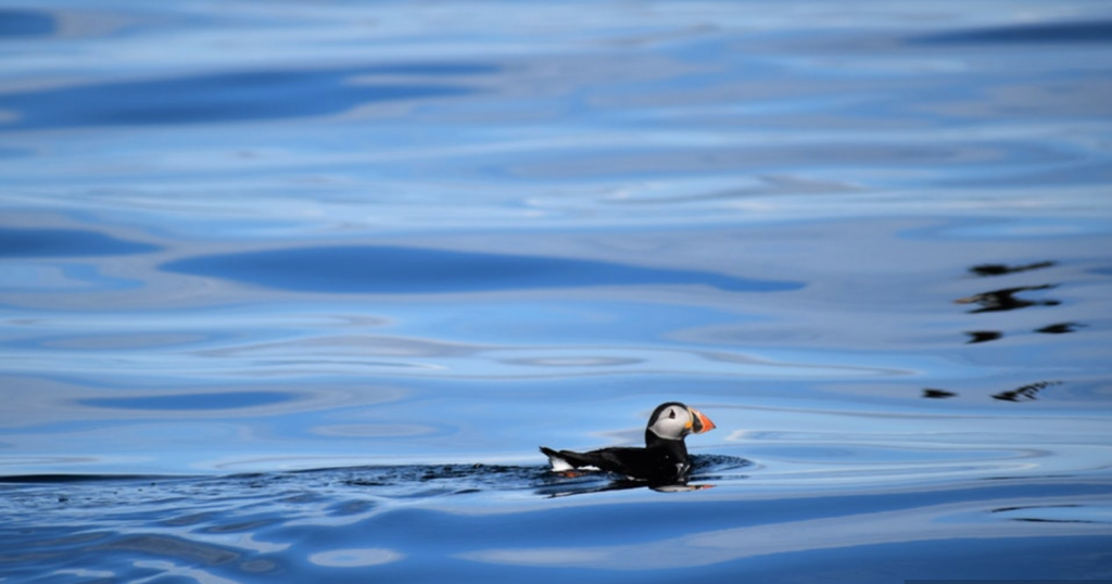 Puffin on the sea