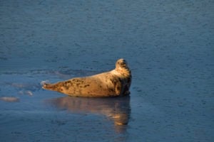 A seal in the waters near Reykjavik, Iceland