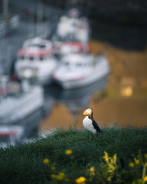 A puffin at Borgarfjörður Eystri in the East of Iceland. Photo by Thorsteinn Roy.