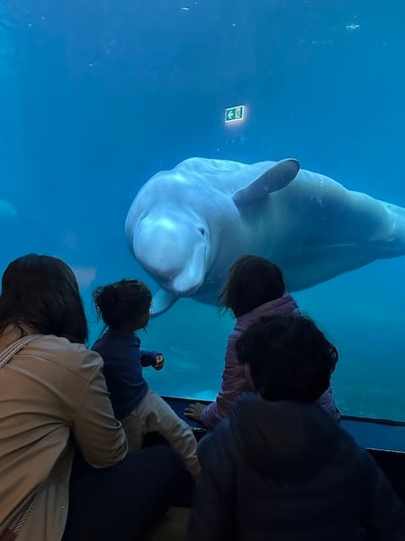 Kids are thrilled by a beautiful Beluga whale.