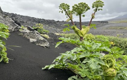 The Angelica dominates Hvannalindir.