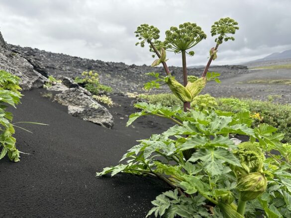 The Angelica dominates Hvannalindir.