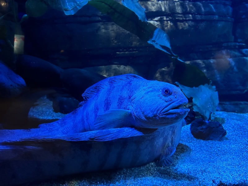 How are you today, Mrs. Wolffish?