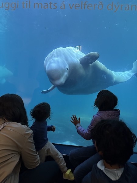 Hello, beluga! Kids interact with either Little Grey or Little White at the beluga whale sanctuary in the Westman Islands.