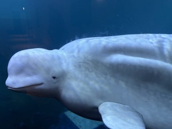 A gentle beluga whale glides by.