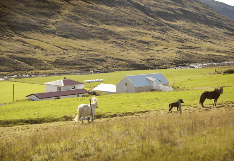 Icelandic horses are stunningly beautiful, and you can see them at the Icelandic Wilderness Center