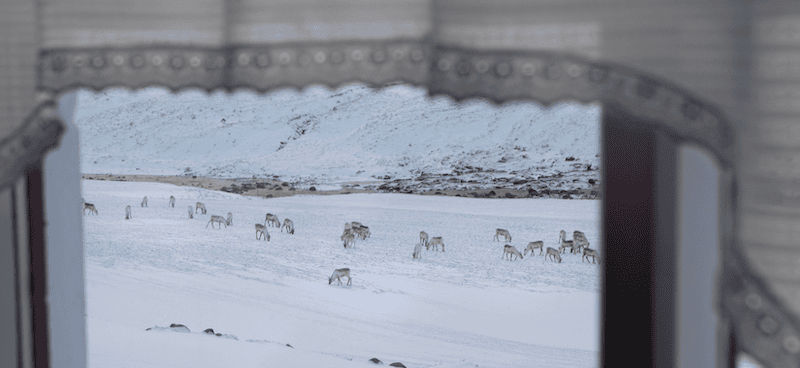 Reindeer stopping by at the Iceland Wilderness Center