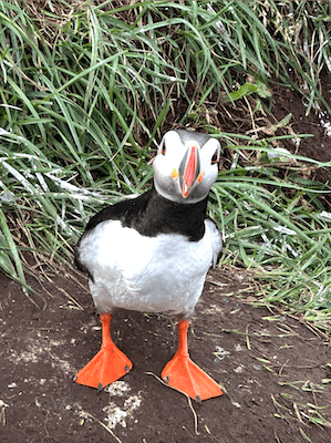 Hey, Puffin!