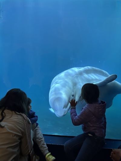 A beautiful moment between children and a beluga whale.