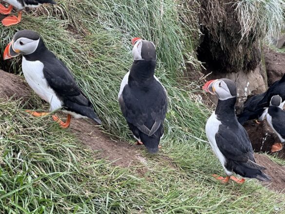 The best place to see puffins in Iceland is Hafnarhólmi at Borgarfjörður Eystri.