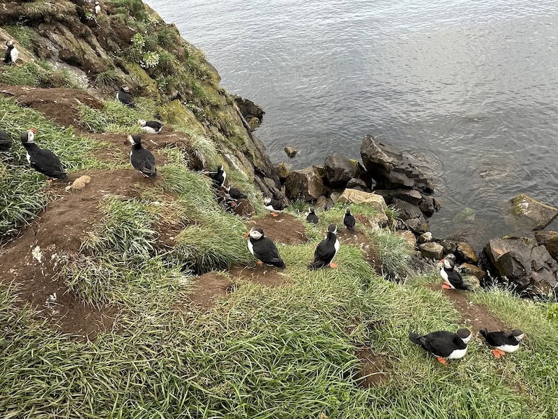 Teeming puffin colony.