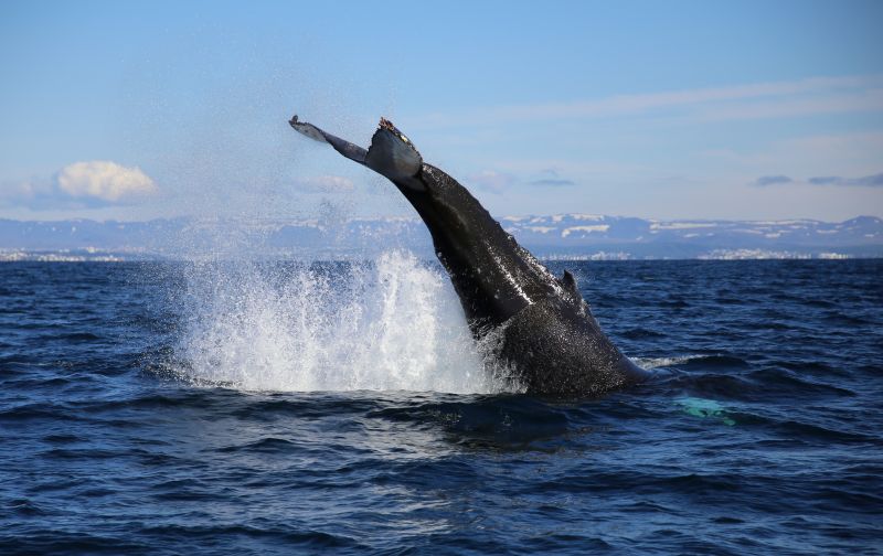 Is it a plane? No it is a whale! Photo by Special Tours