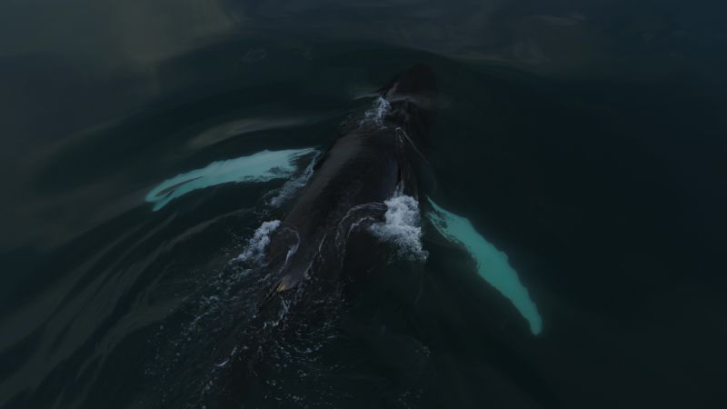 Like a ghost, a whale emerges from the deep. Photo by Special Tours.