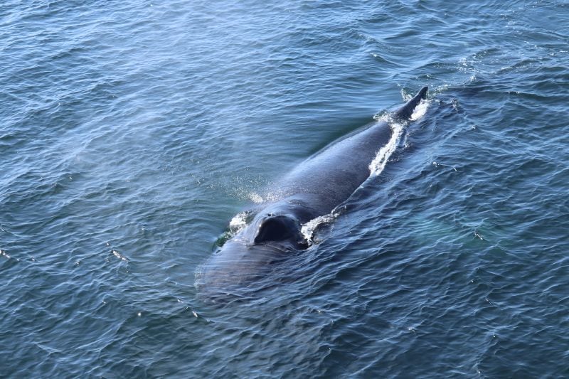 Giant of the seas.