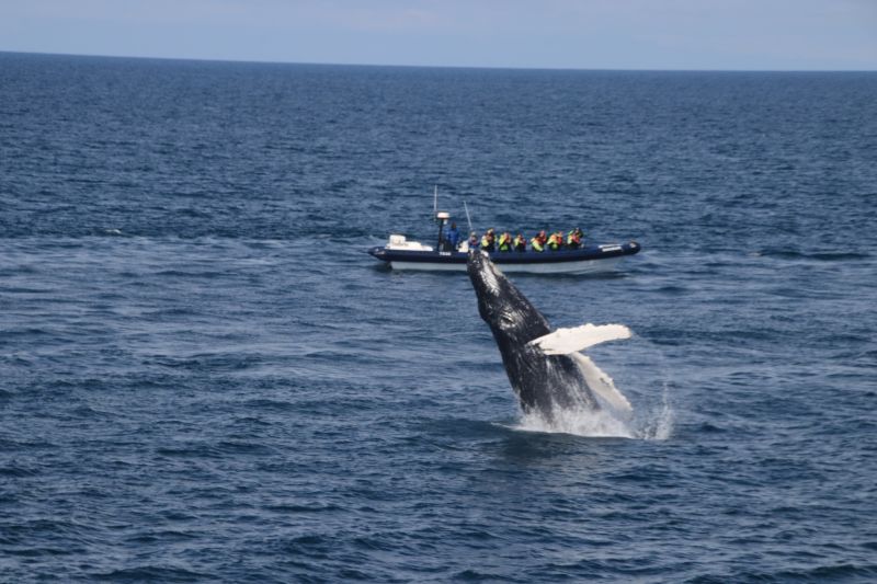 Iceland's whales seem to love showing off a bit. Photo by Special Tours.