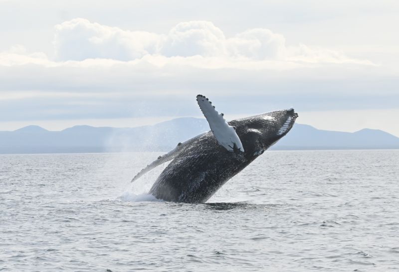 Humpback whales are becoming more common in Faxaflói Bay. Here is one showing off his athletic skills. Photo by Rob Hyman.