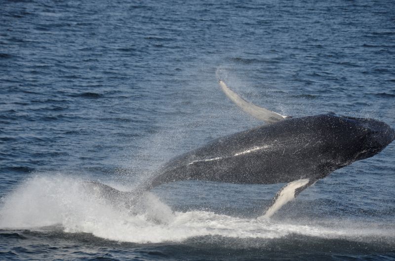 Not many people know this, but Humpback whales, who weigh up to 40 tons (80,000 pounds) regularly have flying competitions. Here is the winner of last year's contest. Photo by Rob Hyman.