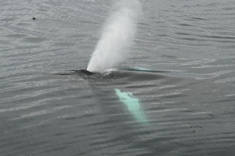 We all need to blow off a little steam. Here is a Humpback whale doing just that. Photo by Rob Hyman.