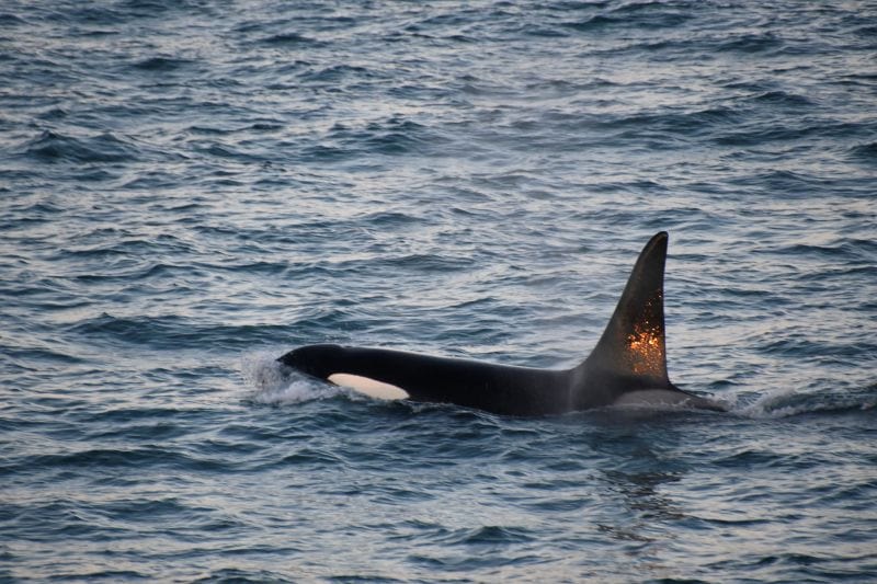 An Orca whale glides on the surface.Photo by Rob Hyman.