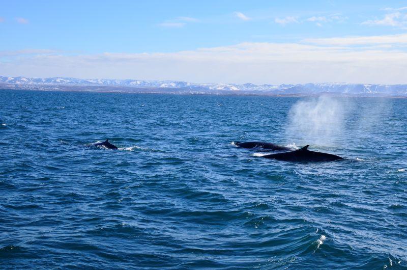 Fin whales also need to blow out steam. 