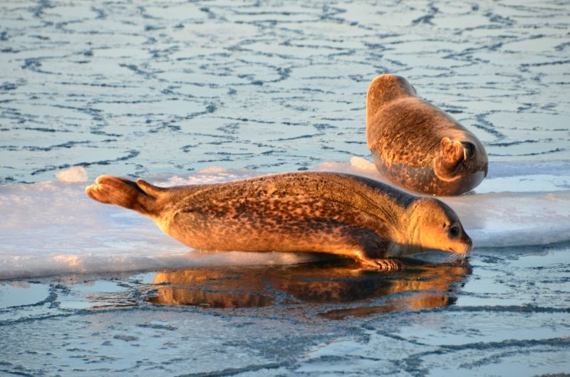 This article is about whale watching and researching the whales of Iceland. These seals are too cute to leave out though. Photo by Rob Hyman.