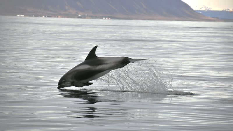 A beautiful fin-beaked dolphin jumps in the bay of Faxaflói.