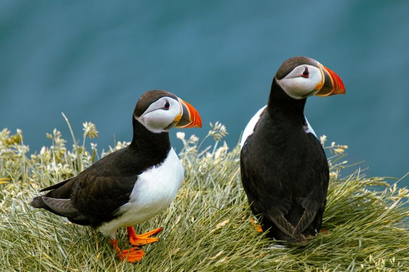 Two Atlantic puffins with black and white plumage, bright orange webbed feet, and colorful beaks stand on a grassy cliffside overlooking the ocean. The grass around them is a mix of green and yellow hues, with small wildflowers scattered throughout. The deep blue water in the background contrasts with the puffins' striking features. One puffin faces slightly toward the camera, while the other gazes off to the side.