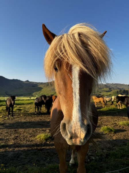 A close-up of an Icelandic horse with a flowing blonde mane standing in a sunlit field, gazing directly into the camera. Other horses graze in the background, with rolling green hills and mountains under a clear blue sky.A close-up of an Icelandic horse with a flowing blonde mane standing in a sunlit field, gazing directly into the camera. Other horses graze in the background, with rolling green hills and mountains under a clear blue sky.