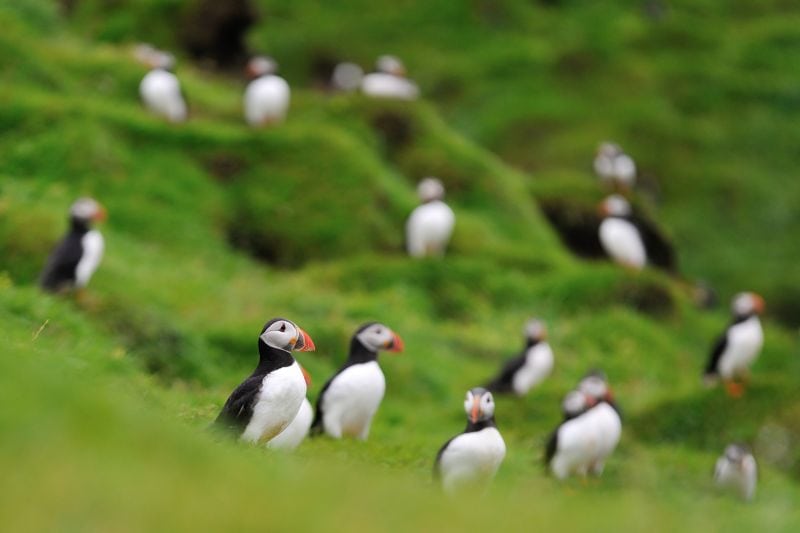 A group of Atlantic puffins with black and white feathers, bright orange beaks, and webbed feet are scattered across a lush, green hillside. Some puffins are in sharp focus in the foreground, while others appear blurred in the background, creating a sense of depth. The vibrant green grass contrasts with the puffins' distinctive coloring, and the hilly terrain is dotted with small burrows, likely nesting sites. The scene has a peaceful, natural atmosphere, capturing the charm of these beloved seabirds.